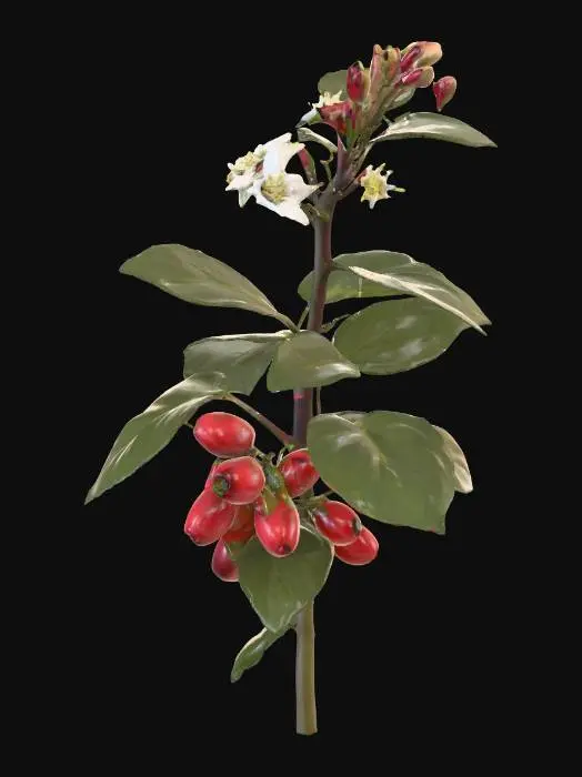 3D model for Generate an 3d model of belladonna  (Atropa belladonna) plant/herb.