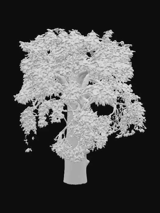 3D model for Generate an 3d model of neem (Margosa tree or Indian lilac) plant/herb.