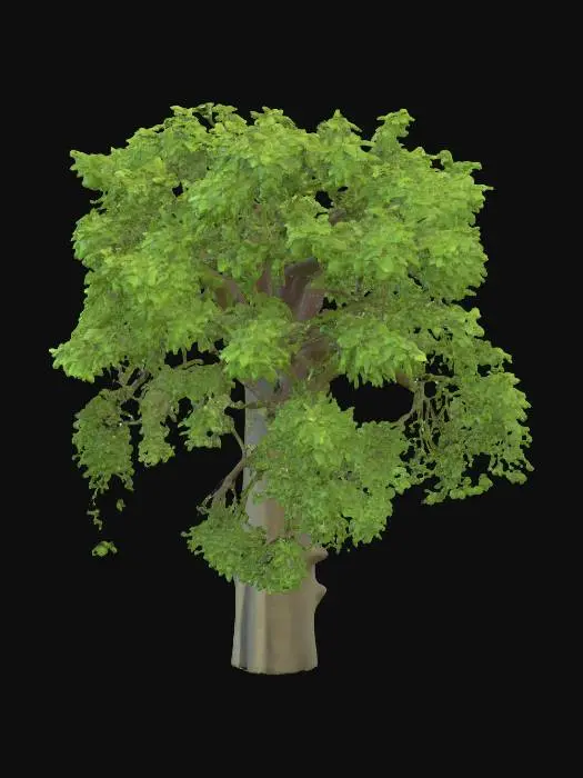 3D model for Generate an 3d model of neem (Margosa tree or Indian lilac) plant/herb.
