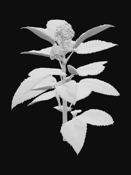 3D model for Generate an 3d model of King of Bitters (King of Bitters) plant/herb.