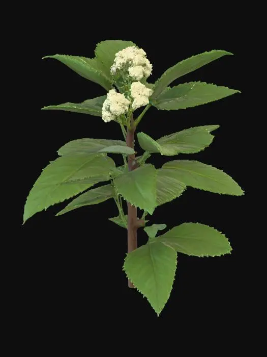 3D model for Generate an 3d model of King of Bitters (King of Bitters) plant/herb.