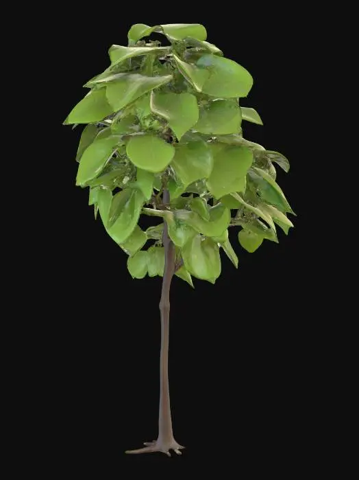 3D model for Generate an 3d model of Strychnine Tree (poison nut) plant/herb.
