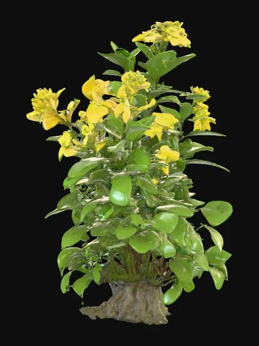 3D model for Generate an 3d model of senna plant/herb.