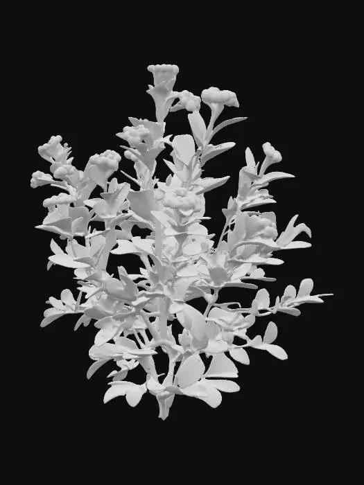 3D model for Generate an 3d model of senna plant/herb.