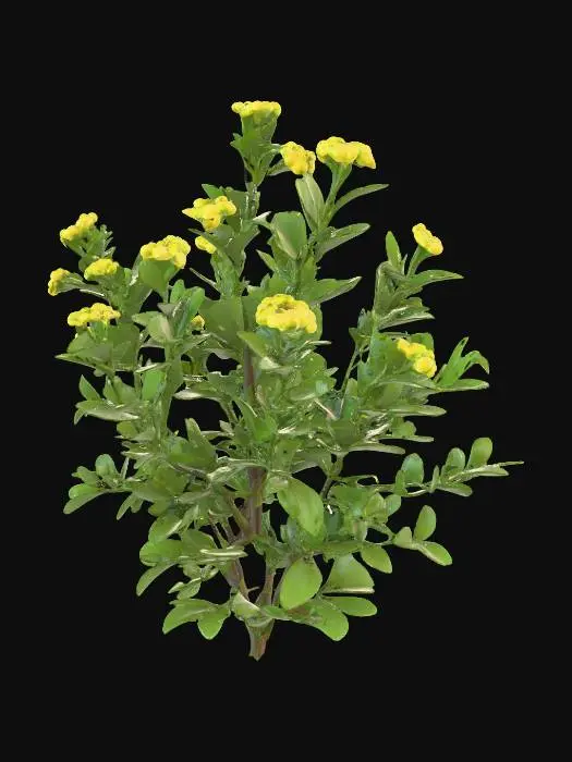 3D model for Generate an 3d model of senna plant/herb.