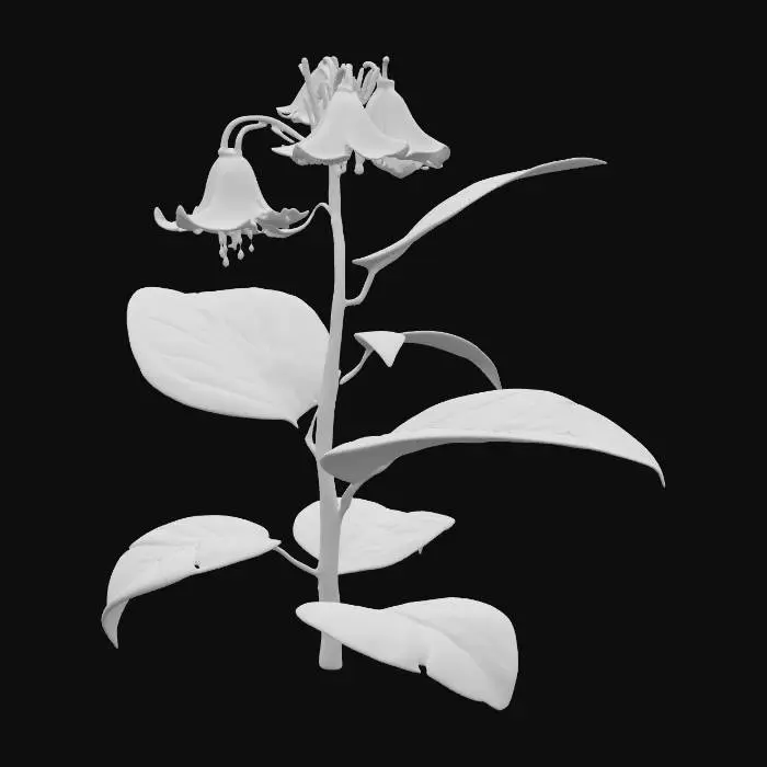 3D model for Generate an 3d model of belladonna  (Atropa belladonna) plant/herb.