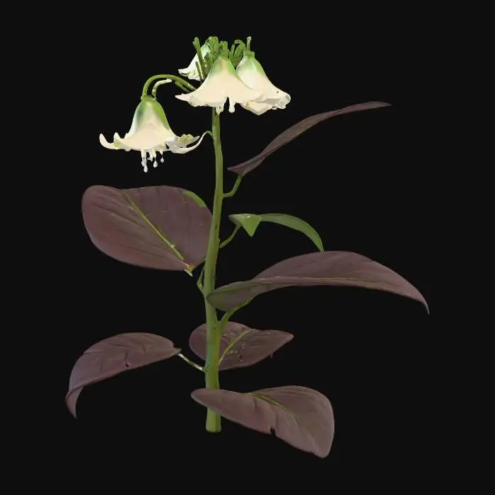 3D model for Generate an 3d model of belladonna  (Atropa belladonna) plant/herb.