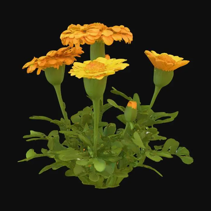 3D model for Generate an 3d model of calendula (Calendula officinalis) plant/herb.