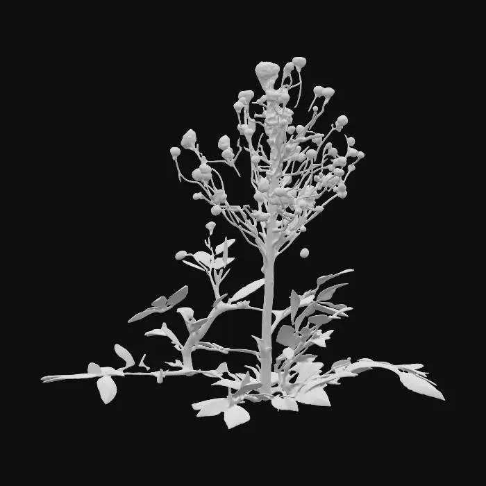 3D model for Generate an 3d model of karisalai (False Daisy, Eclipta alba or Eclipta prostrata) plant/herb.