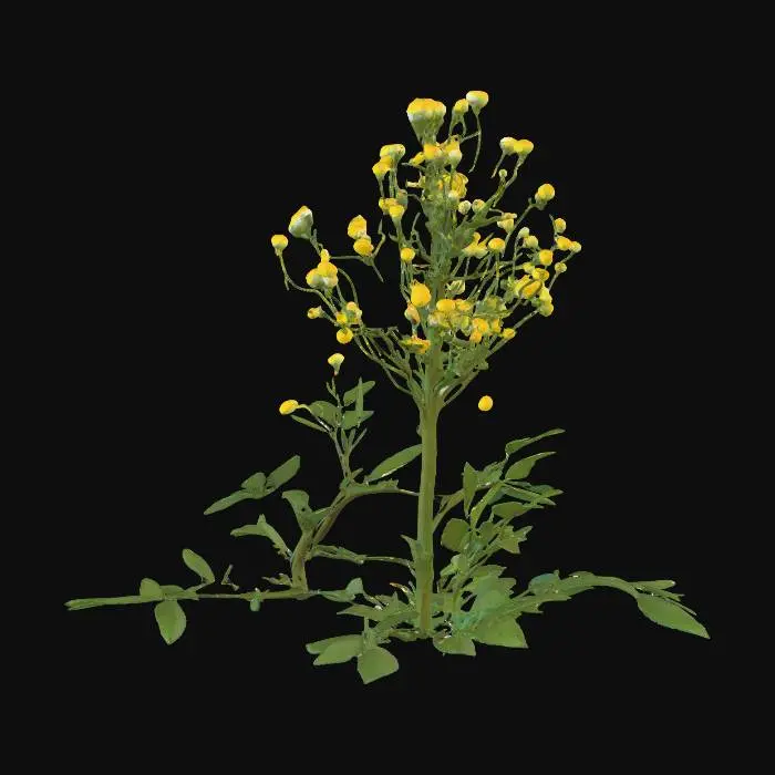 3D model for Generate an 3d model of karisalai (False Daisy, Eclipta alba or Eclipta prostrata) plant/herb.