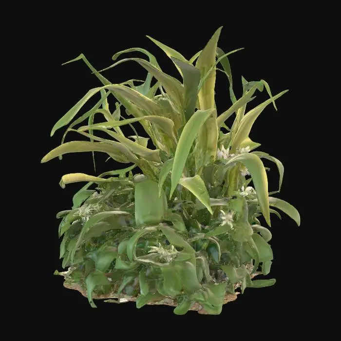 3D model for Generate an 3d model of Land-Calotrops (Chlorophytum Borivilianum) plant/herb.