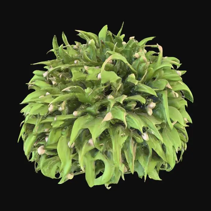 3D model for Generate an 3d model of Land-Calotrops (Chlorophytum Borivilianum) plant/herb.