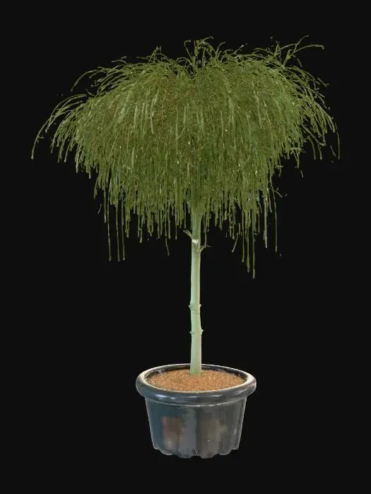 3D model for Whimsical Green Topiary