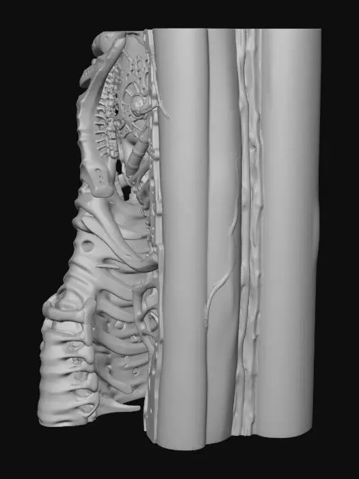 3D model for Biomechanical Core Technology Modular