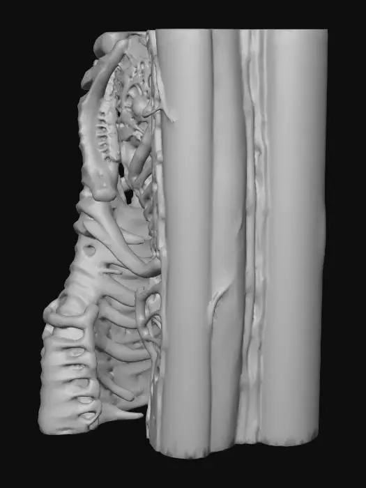 3D model for Biomechanical Core Technology Modular