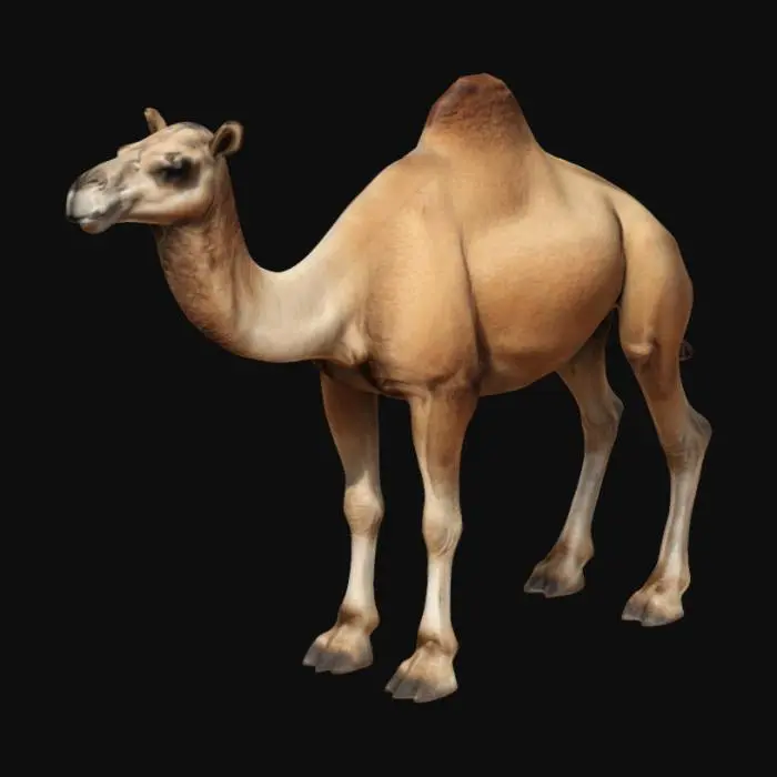 3D model for A realistic 3D model of a camel, with accurate anatomy, natural fur texture, lifelike proportions, realistic desert colors.