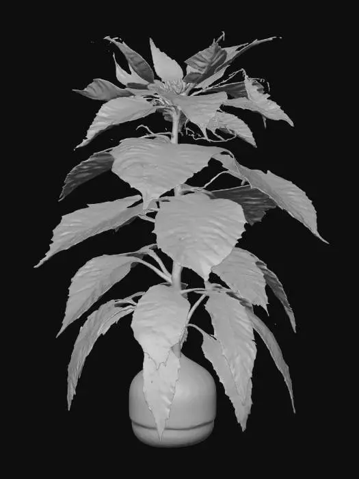 3D model for A vibrant poinsettia plant, characterized by its large, striking scarlet red bracts (modified leaves) that form a star-like cluster, contrasting sharply with its deep green true leaves below. Small, unassuming yellow flower buds are nestled in the center of the red foliage. The leaves have a slightly velvety texture, soft and delicate to the touch. It presents a lush, natural, and festive appearance.