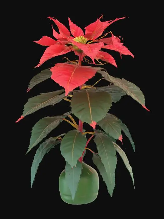 3D model for A vibrant poinsettia plant, characterized by its large, striking scarlet red bracts (modified leaves) that form a star-like cluster, contrasting sharply with its deep green true leaves below. Small, unassuming yellow flower buds are nestled in the center of the red foliage. The leaves have a slightly velvety texture, soft and delicate to the touch. It presents a lush, natural, and festive appearance.