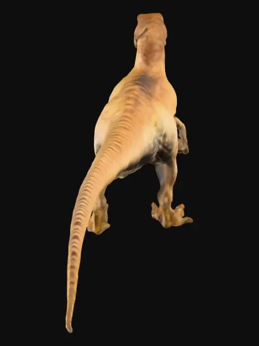 3D model for Velociraptor