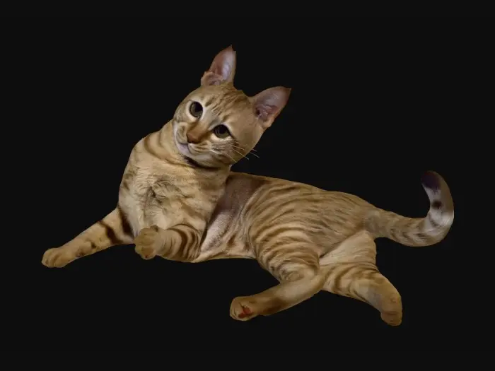 3D model for Curious Ginger on White Sheets