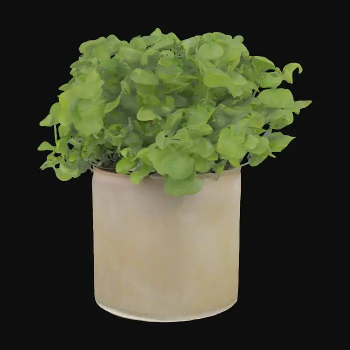 3D model for Basil plant
