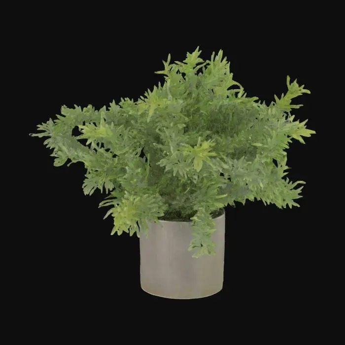3D model for Rosemary plant