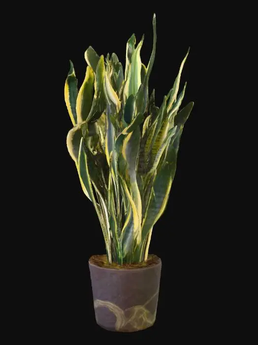 3D model for Snake Plant