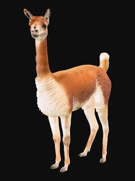 3D model for Majestic Vicugna