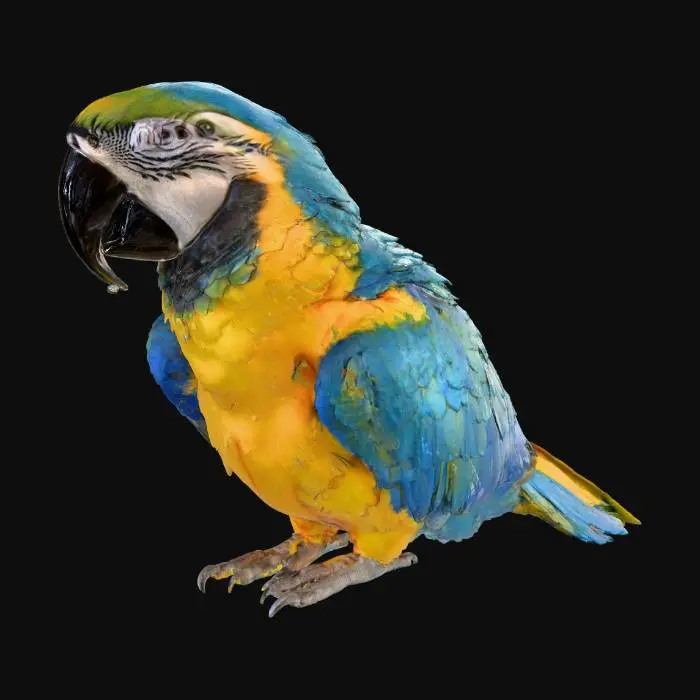 3D model for Macaw Majesty