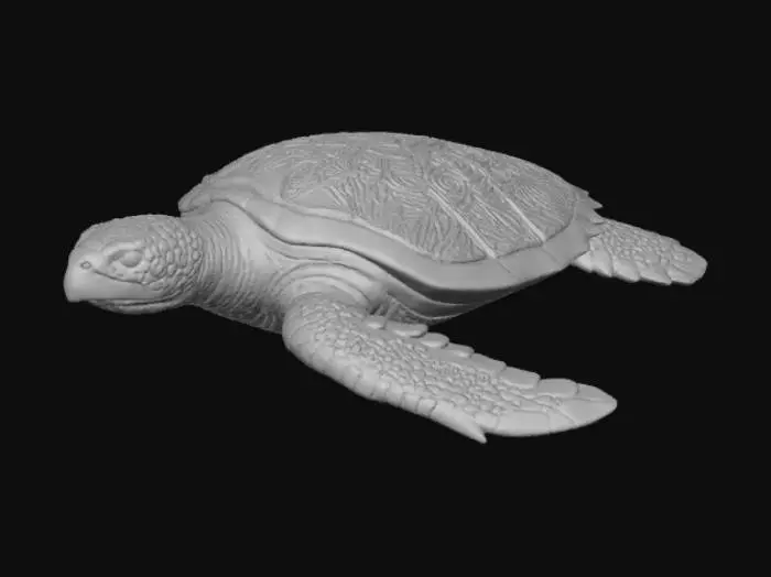 3D model for Colorful Shell Serenity