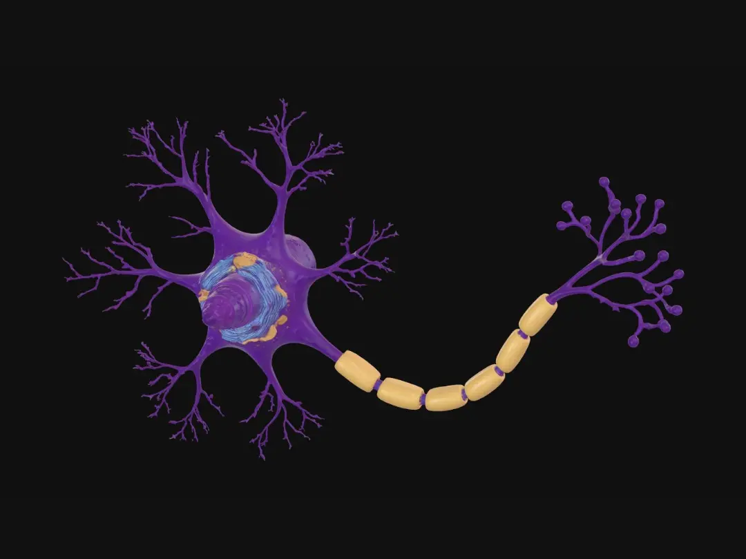 neuron