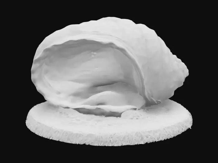 3D model for a gigas giant clam