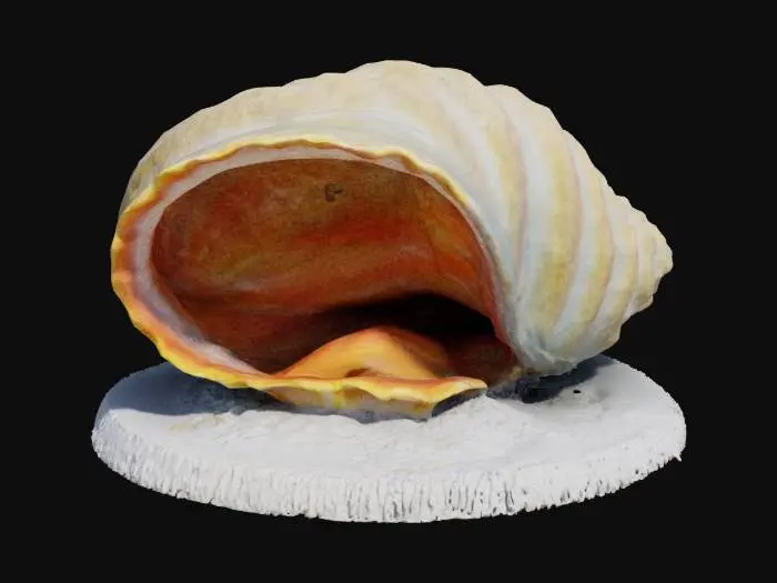 3D model for a gigas giant clam