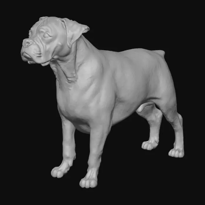3D model for Curious Boxer