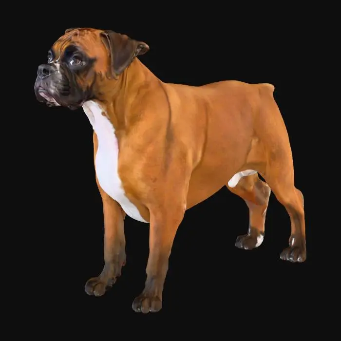 3D model for Curious Boxer
