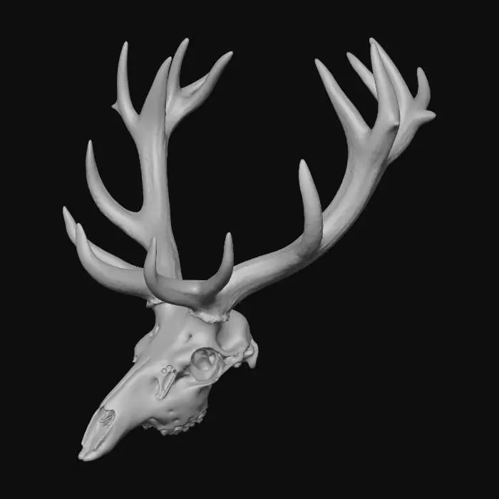 3D model for wygeneruj obraz wienca jelenia szlachetneo czternastaka zpieknym uperleniem na tykach ma być realistyczny o wysokiej jakosci ma byc z czaszką bez dolnej żuchwy otwory w czaszcze mają być realistyczne z uzebieniem ma być wysokiej jakości z detalami realistycznej czaszki jelenia szlachetnego europejskiego