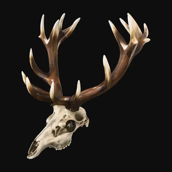 3D model for wygeneruj obraz wienca jelenia szlachetneo czternastaka zpieknym uperleniem na tykach ma być realistyczny o wysokiej jakosci ma byc z czaszką bez dolnej żuchwy otwory w czaszcze mają być realistyczne z uzebieniem ma być wysokiej jakości z detalami realistycznej czaszki jelenia szlachetnego europejskiego