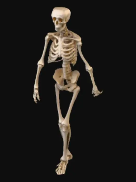 3D model for Make a skeleton