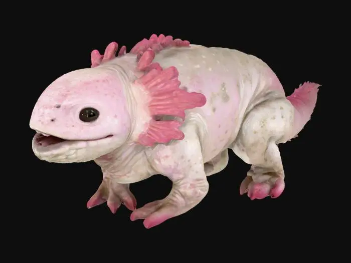 3D model for Axolotl Lizard