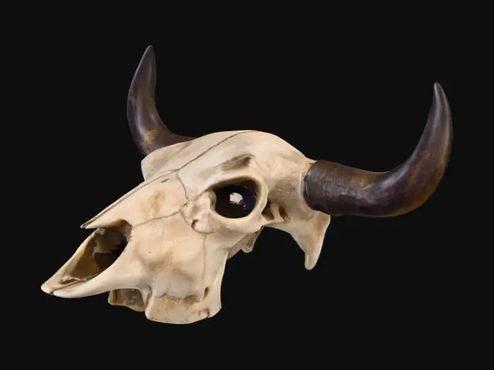 3D model for Faux Cow Skull