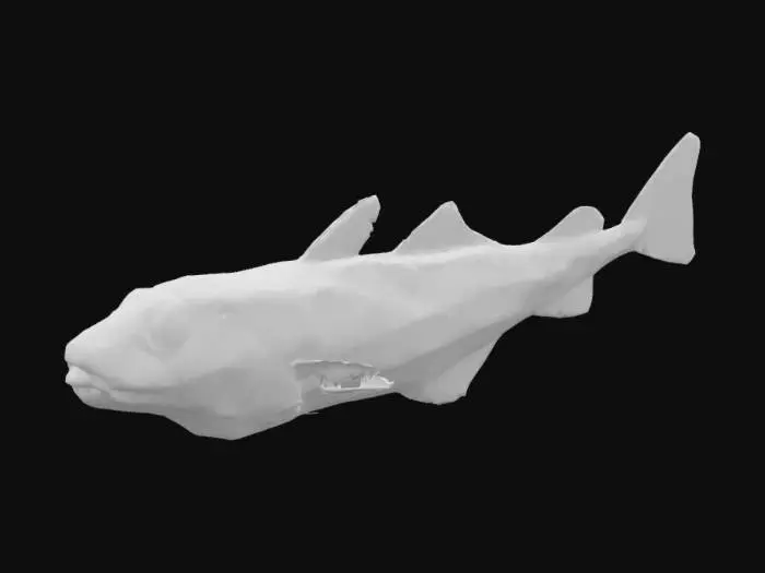 3D model for Codfish Display