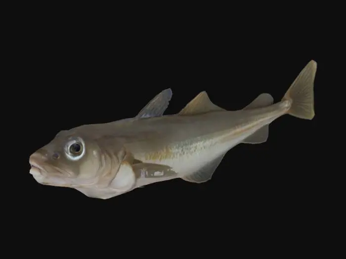 3D model for Codfish Display