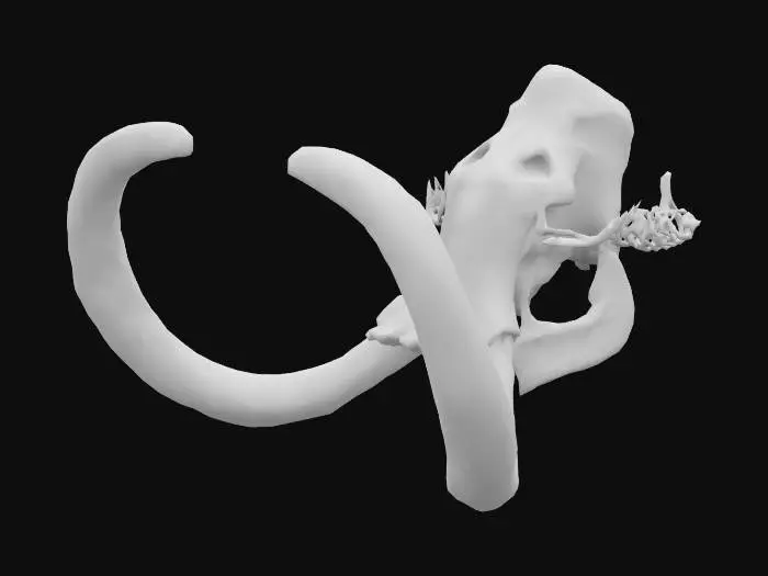 3D model for Ancient Majesty