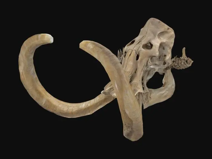 3D model for Ancient Majesty