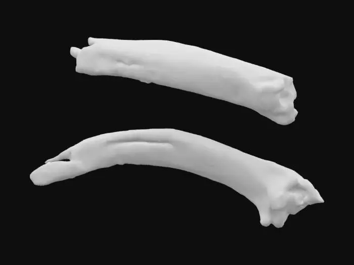 3D model for Ancient Ivory Fragments