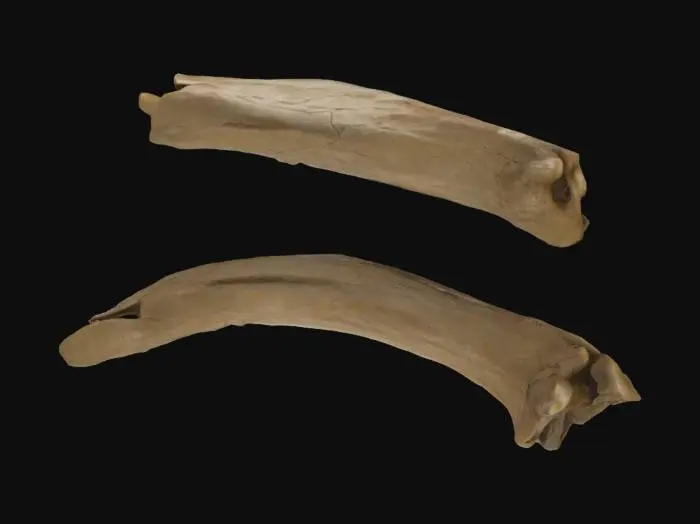 3D model for Ancient Ivory Fragments