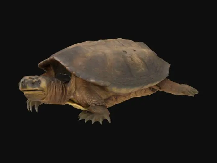 3D model for snapping turtle 