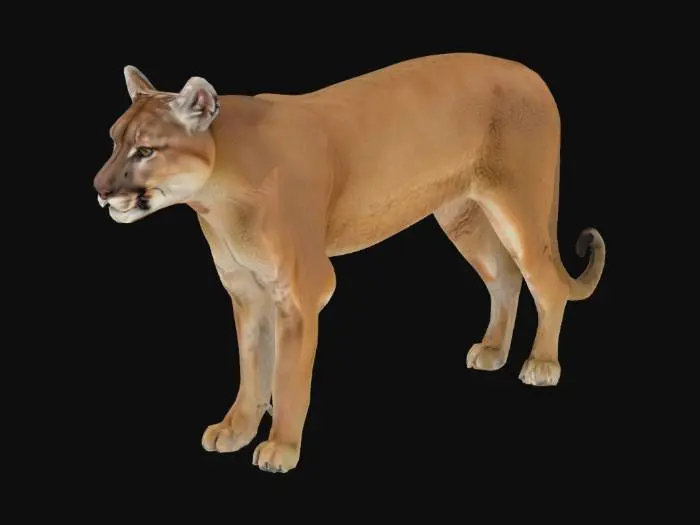 3D model for Majestic mountain lion