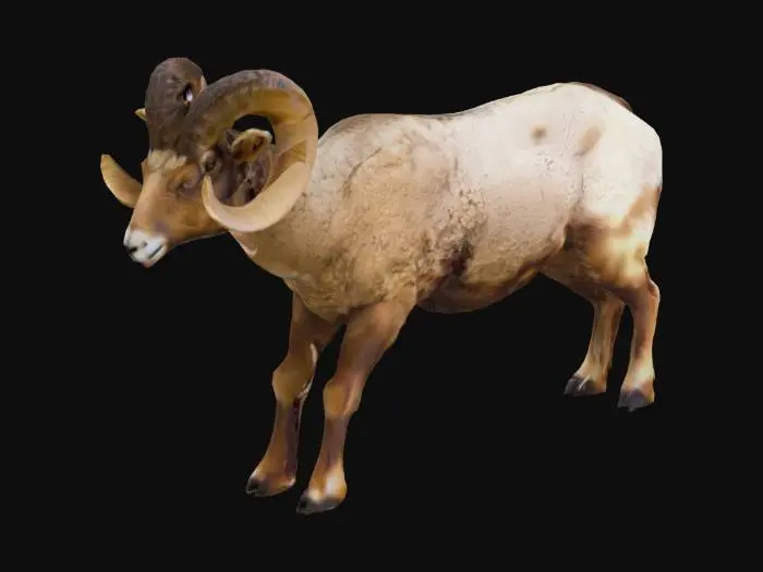 3D model for bighorn sheep / rams