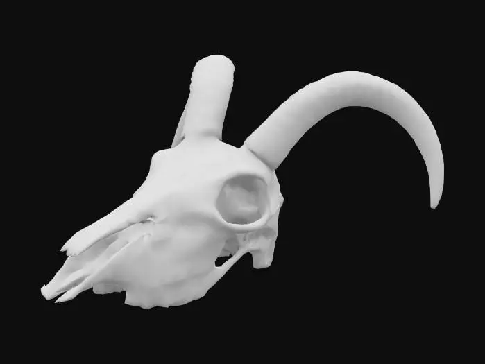 3D model for bighorn sheep skull